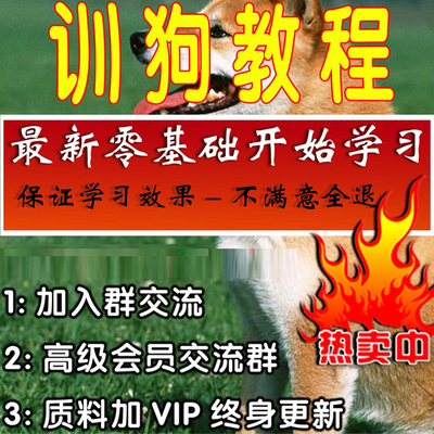 全套训犬视频教程一对一指导金毛泰迪马犬德牧专业训练养狗狗视频|ru