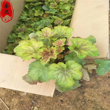 矾根盆栽批发基地青州种植基地矾根小苗耐寒四季庭院阳台观叶花卉