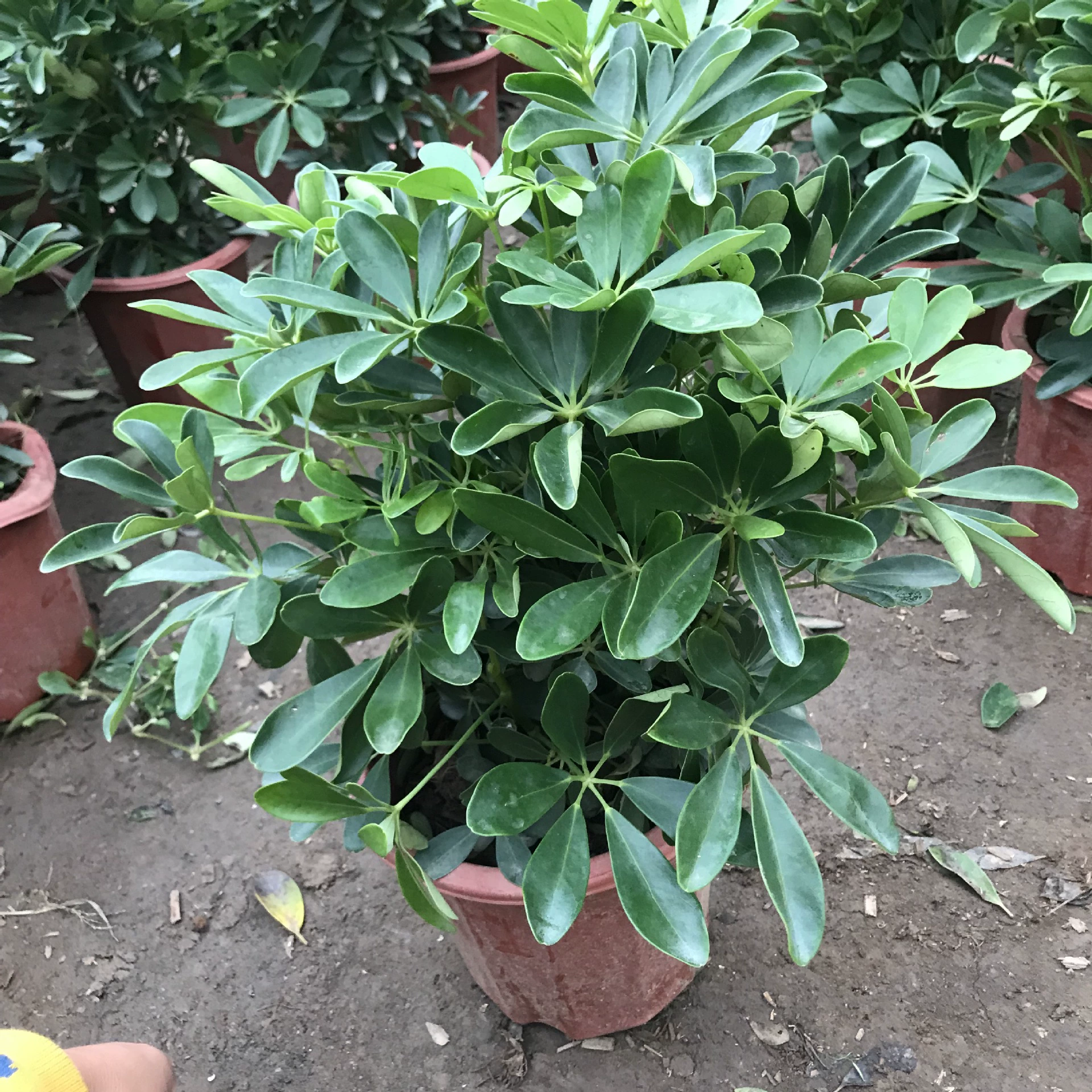 Теплица оптом малые и средние горшечные зеленые растения утиная лапка Деревянный Крытый Офис Гостиная цветы площадь к деньгам продажи зеленых растений