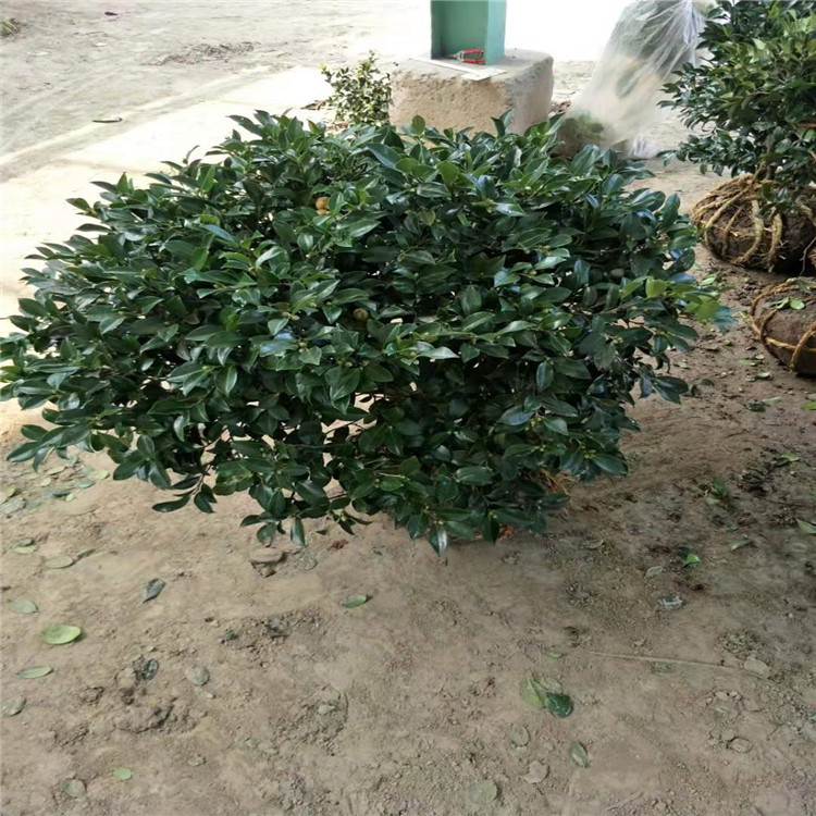 微信图片_20190924000952