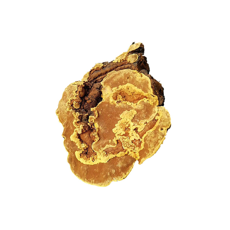 Mulberry Fleckedflesh Polypore wild 100g Phnom Penh Fleckedflesh Polypore Ganoderma lucidum Produce Aged Cultivation One piece On behalf of