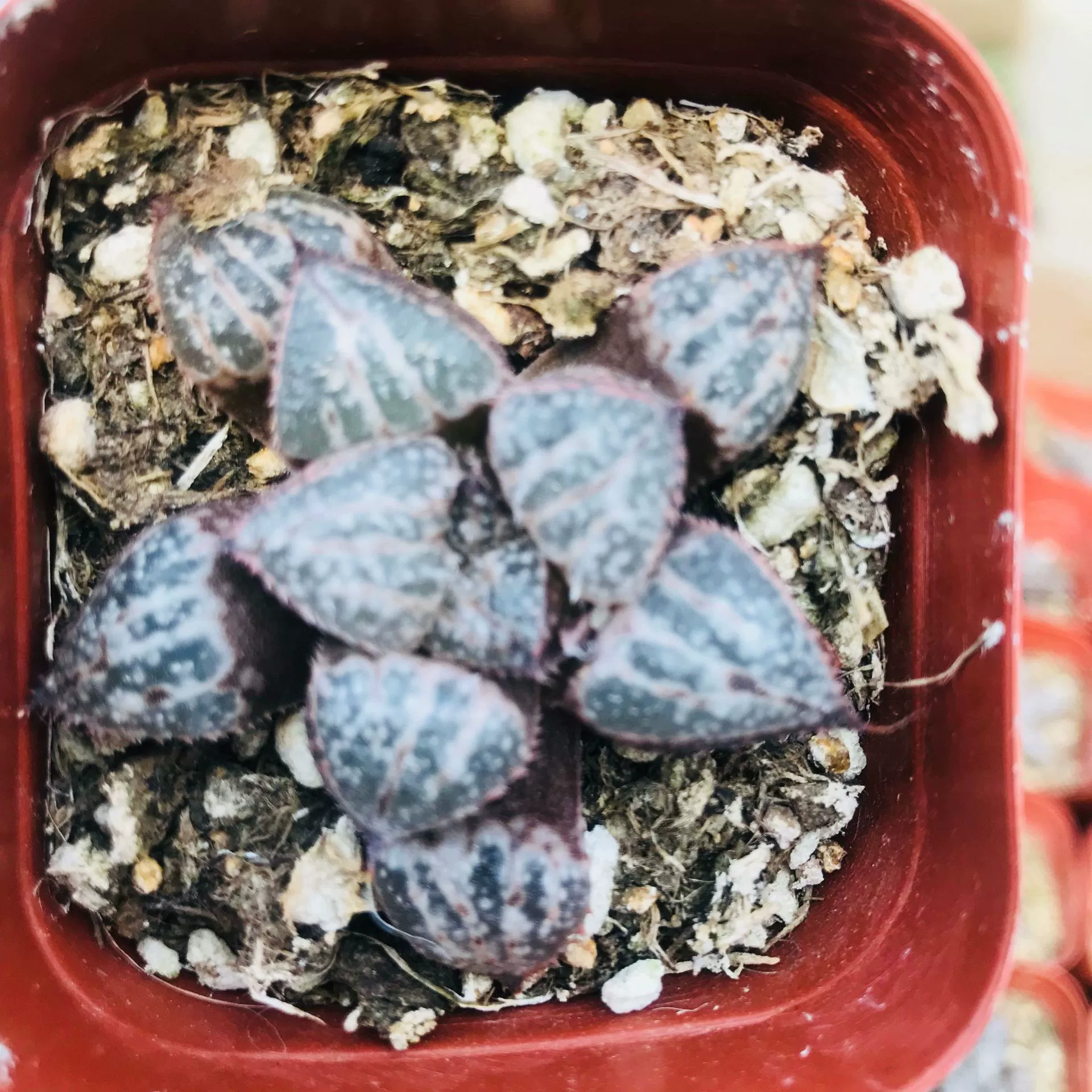 Мясной завод Yudu 12 томов принадлежат Лоулань Крытый офис Настольный весело мясная база прямые волосы Лоулань оптом