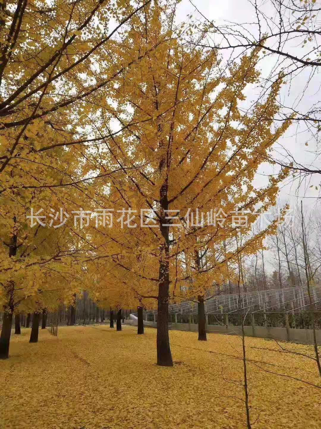 银杏_20190304095239.jpg