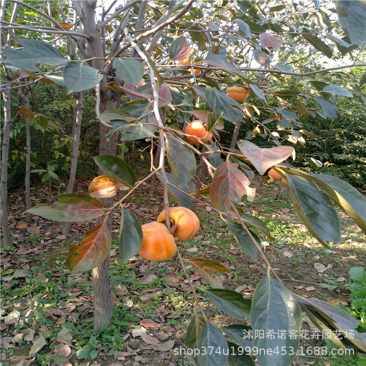 批发柿子树苗 日本甜脆柿子嫁接树苗 南方北方均可庭院种植果树苗|ru