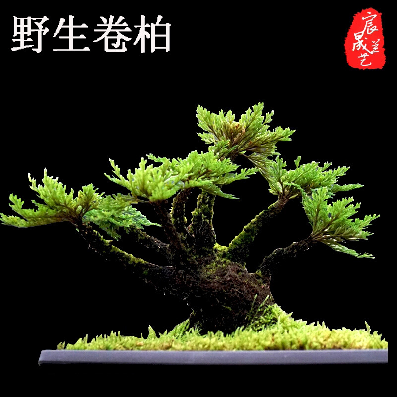 Selaginella Revive grass Botany Big leaf Selaginella Office desktop Green plant Selaginella Potted plant Selaginella