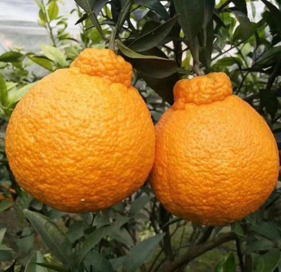 【現摘現發】批發四川醜柑不知火醜橘醜八怪柑橘柑桔壹件代發