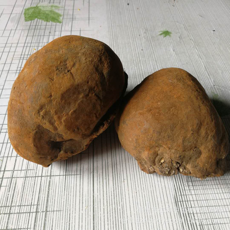 Sang Huang Mulberry Yellow Fungus Dried Phellinus 500g Bulk Herbal Ingredient for Cooking and Decoction quality and texture
