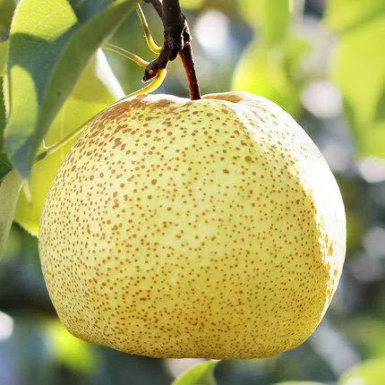 Груши Дангшань: свежие, крупные, хрустящие, сладкие, сочные, с маленьким сердцевинным узлом, с низким содержанием мякоти, поставляются цельными, с бесплатной доставкой.