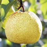 『砀山酥梨』新鲜现摘梨子水果个大脆甜多汁核小化渣一件代发包邮