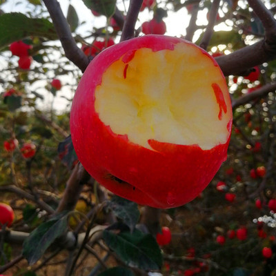 陕西红富士苹果 现摘10斤装苹果 批发红富士苹果 非甘肃花牛苹果|ms