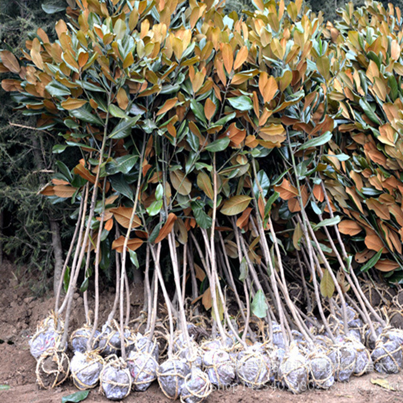 Magnolia 15cm 10cm Garden plants engineering green courtyard flowers and plants tree Magnolia Tree miao