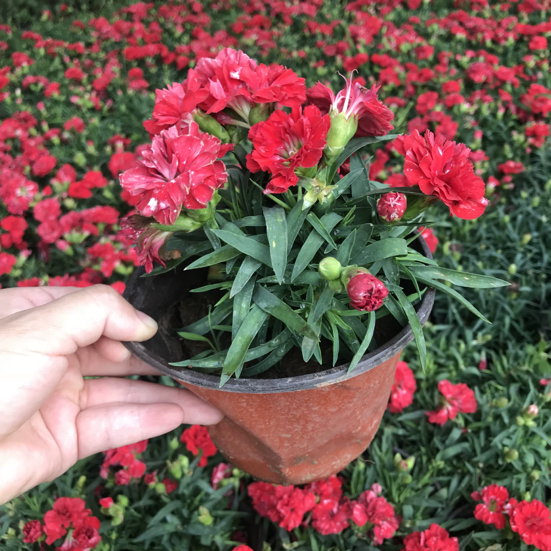 Гвоздика Комнатные растения с бутонами Крытый балкон Двор Хорошие цветы Цветение в четыре сезона Гвоздика