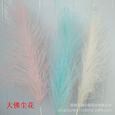 ins reed Dried flowers wholesale Wedding celebration reed Dried flowers decorate Buddha dust Pampasgrass Dried flowers Factory sales