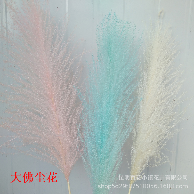 ins reed Dried flowers wholesale Wedding celebration reed Dried flowers decorate Buddha dust Pampasgrass Dried flowers Factory sales