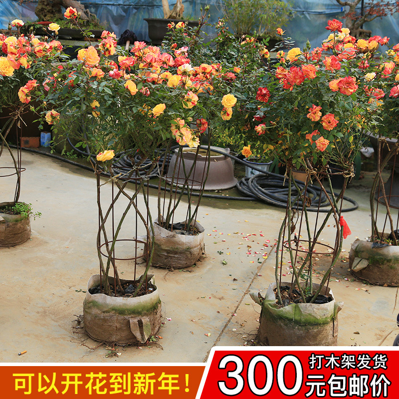 modelling Tree stump Chinese rose Columnar modelling Potted plant a steel bar weave Chinese rose Tree stump Floret Chinese rose wholesale Price Discount