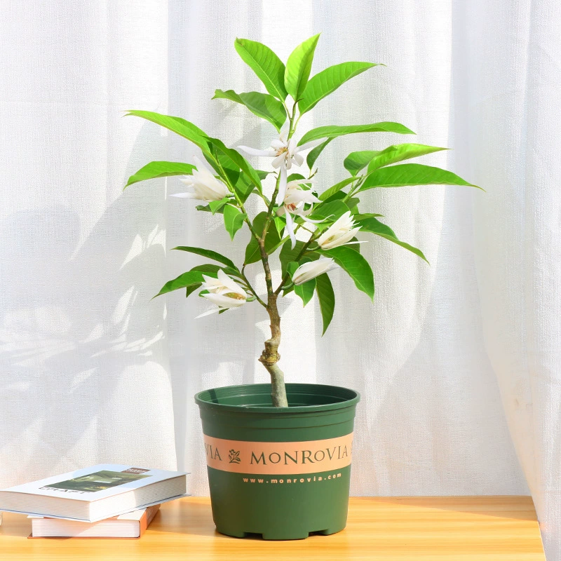 Белая Орхидея в горшке Саженец цветка белой магнолии Лучжоу-аромат Крытая белая Магнолия Маленький горшок четыре сезона Садовое цветочное растение