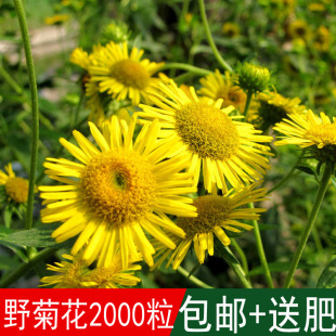 �緼�N�I���I���ۻ������ò���Ұ�ջ��N��Ұ�S�ջ���޲�ļ��ɲ�
