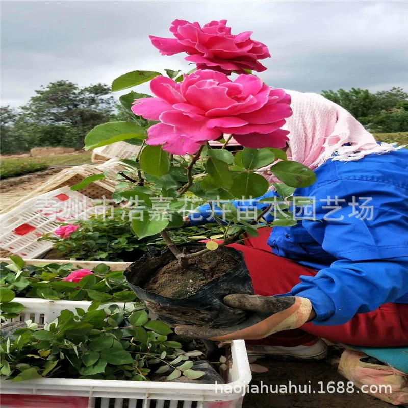 Китайские сорта крупнокоробковых роз, сорта вьющихся роз, большие объемы рассады для зеленения