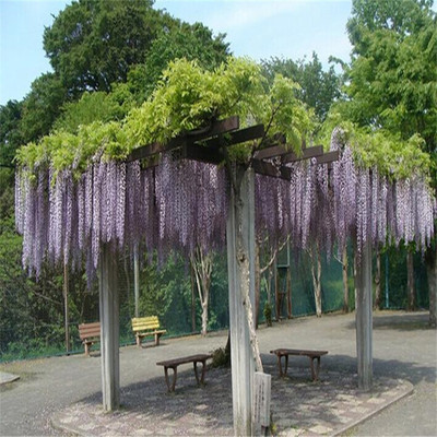 Spend more Wisteria Sapling Wisteria seedlings Potted plant Wisteria Climbing flowers and plants Purple wisteria Peak Potted plant Climbing Botany