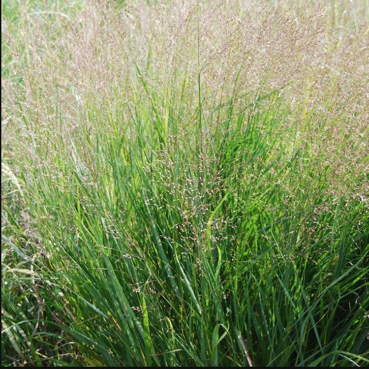 柳枝稷 水土保持 饲草 生物能源燃料植物花卉基地直批 柳枝暨-阿里巴巴