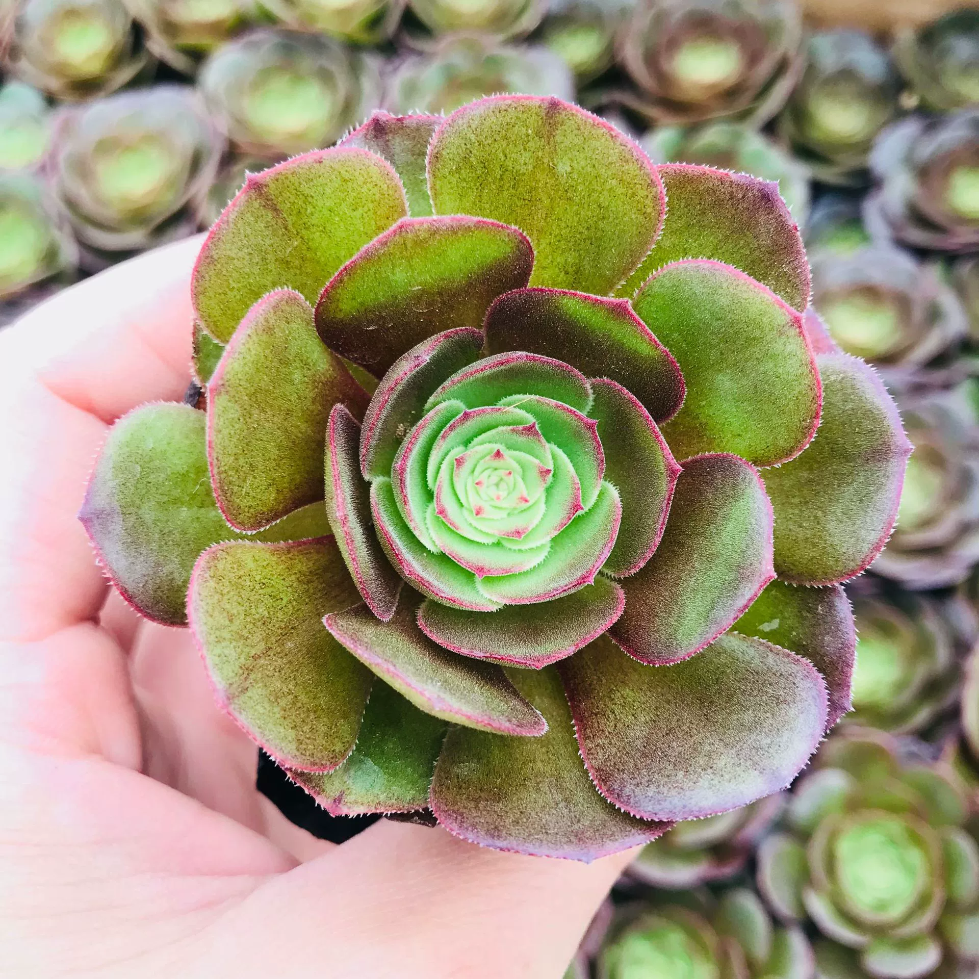 Базовая Оптовая мясистая комбинация с комнатными мини-горшечными растениями на Хэллоуин для очистки пустого супер милого мясистого Хэллоуина