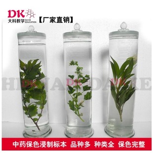 厂家直销中药浸制标本香石竹板蓝根保色植物标本中药标本馆-阿里巴巴
