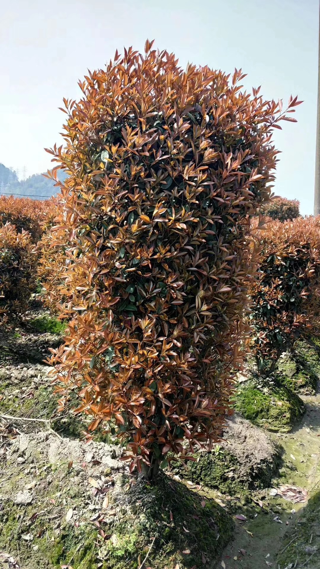 mmexport1568953381668