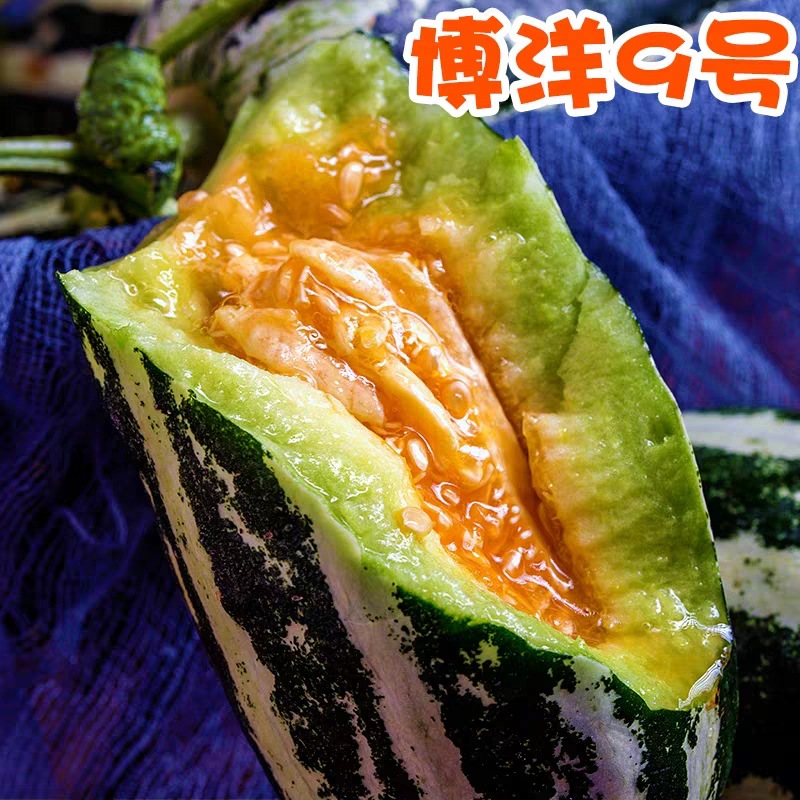 顺丰发货 山东博洋9号羊角蜜 蜜瓜 酥脆多汁 博洋蜜瓜 一件代发|ru