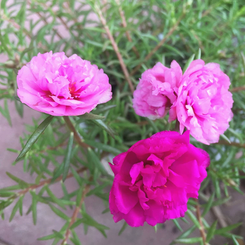 Саженцы подсолнечника, саженцы пиявки обыкновенной, комнатные зеленые растения в горшках, саженцы, цветущие в любое время года, саженцы с корнями, семена различных сортов