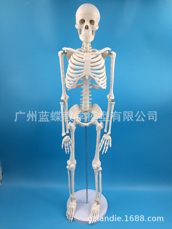 85cm人体骨骼模型骨架小针刀骨骼解剖模型脊柱模型 阿里巴巴