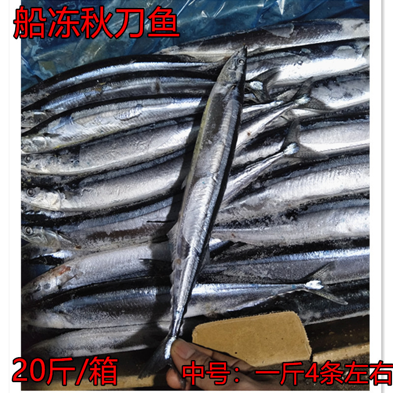 新鲜船冻秋刀鱼20斤鲜活冷冻烧烤食材深海鱼烤鱼海鲜水产刀鱼鲅鱼