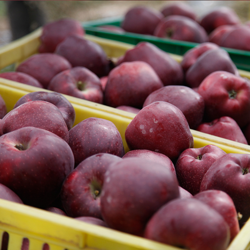 Gansu Cattle Apple Red Fuji fresh fruit Apple 10 Jin