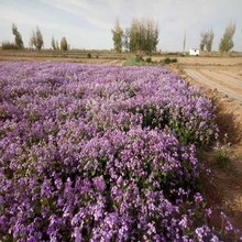 二月兰种子 园林绿化景观花籽春播多年生耐阴耐寒花卉种子