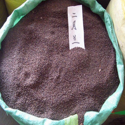 二月蘭種子 諸葛菜 四季播花海種子 地被草本植物 景觀草花種籽