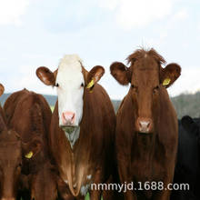 貴州畢節魯西黃牛養殖場 小黃牛母牛價格 牛犢育肥效益及管理