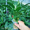 [Base directly batch] White Palm Sailing Happy Tree Little Emerald Plant series indoor pure water cultivation flowers