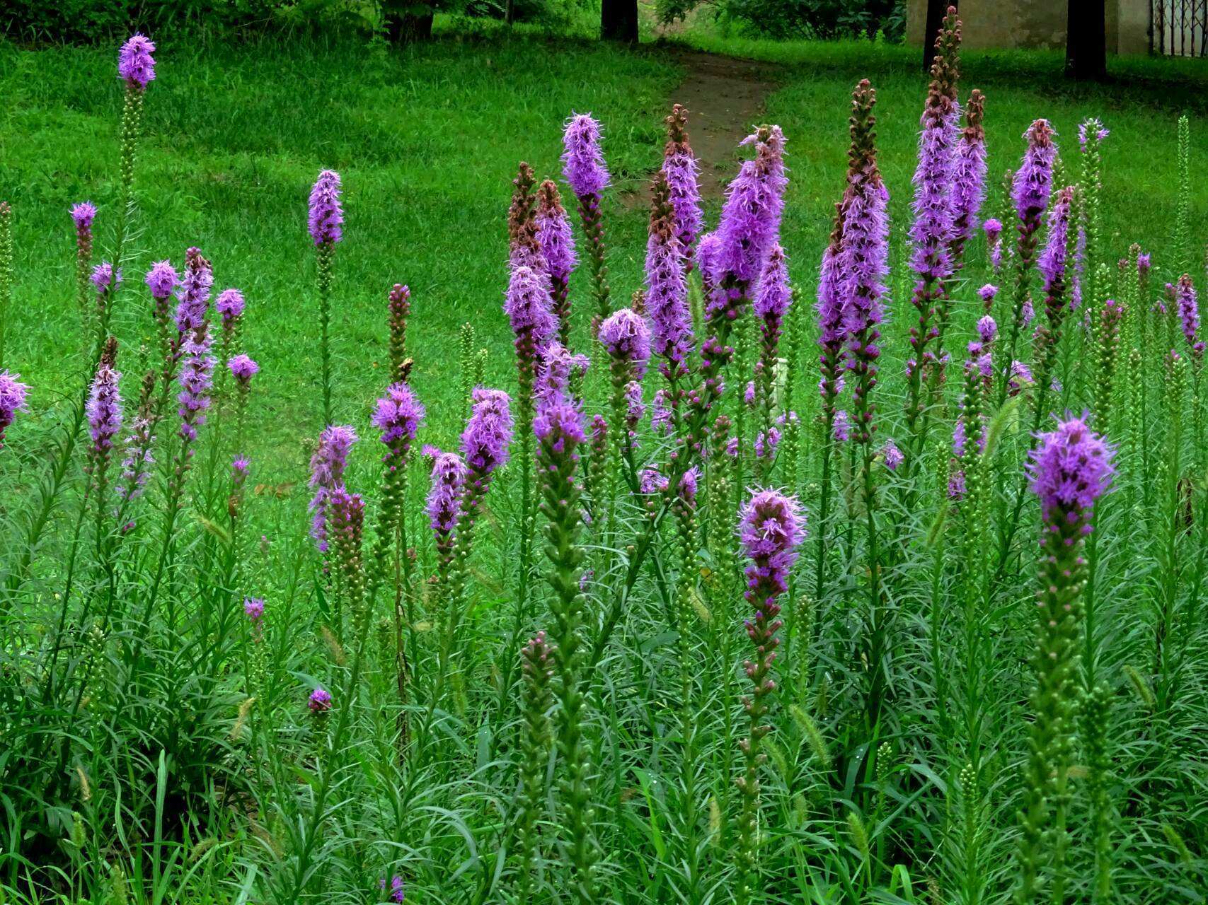 蛇鞭菊图片 - 花百科