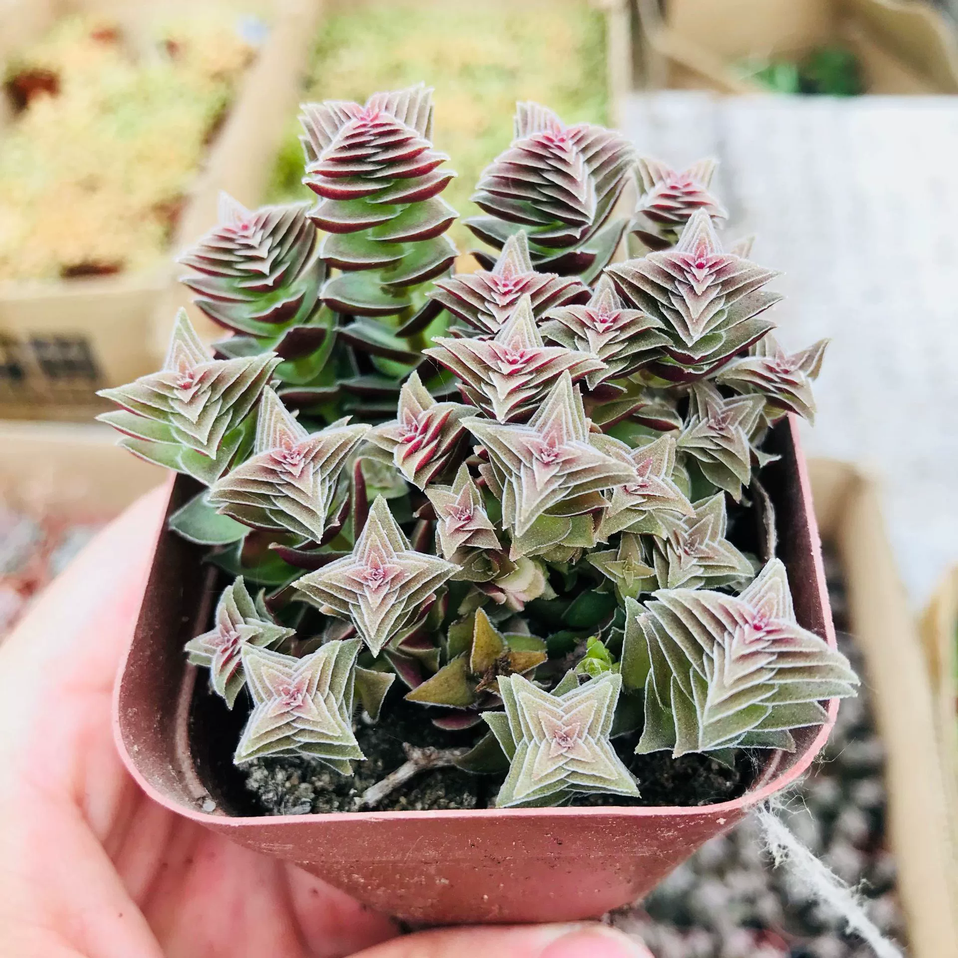 Мясистые растения Многоголовочная группа Мясо Akane Tower Green Dragon Lock-это комбинированная комнатная настольная башня Akane в горшке