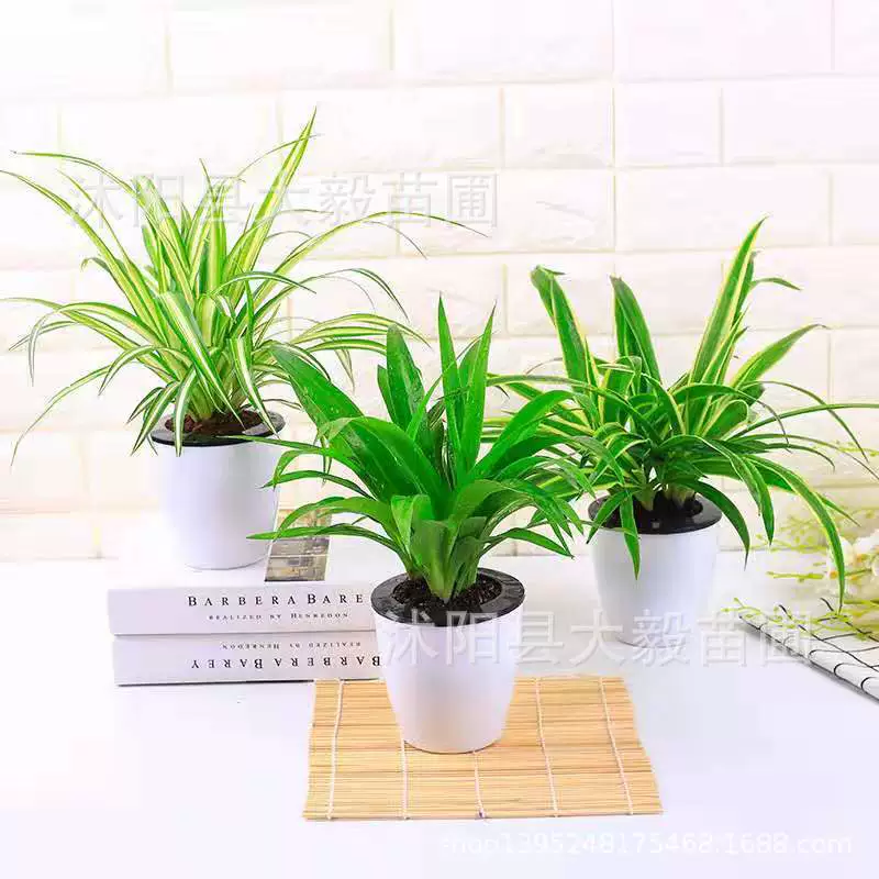 Основа прямое Горшечное растение Золотое сердце bracketwood зеленый лист висит Орхидея бонсай столешница в горшке воздух очистка воздуха основания ..............................................................................................