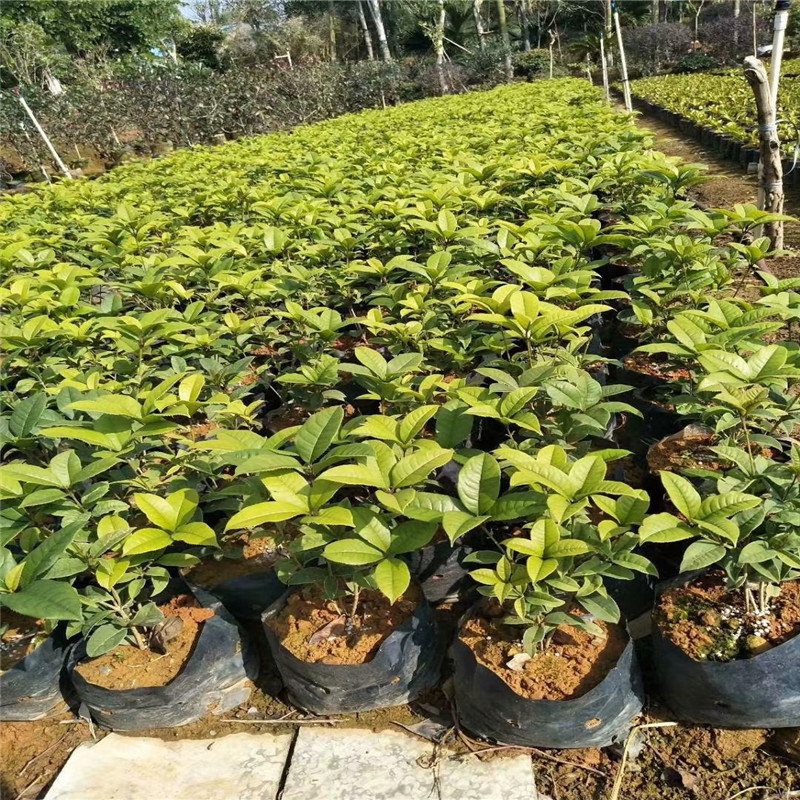 桂花杯苗