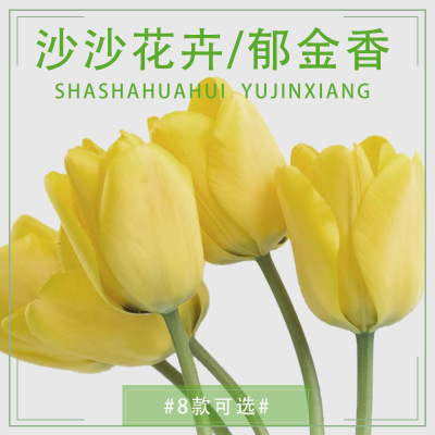 鲜花批 云南昆明鲜花郁金香鲜切花颜色随机批发七夕情人节礼物|ms