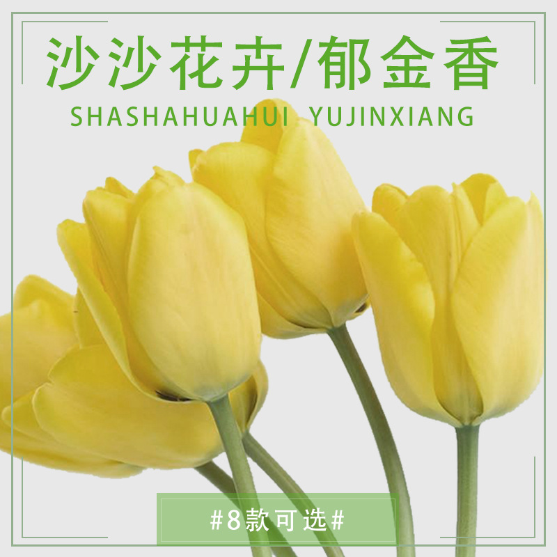 鲜花批 云南昆明鲜花郁金香鲜切花颜色随机批发七夕情人节礼物|ms