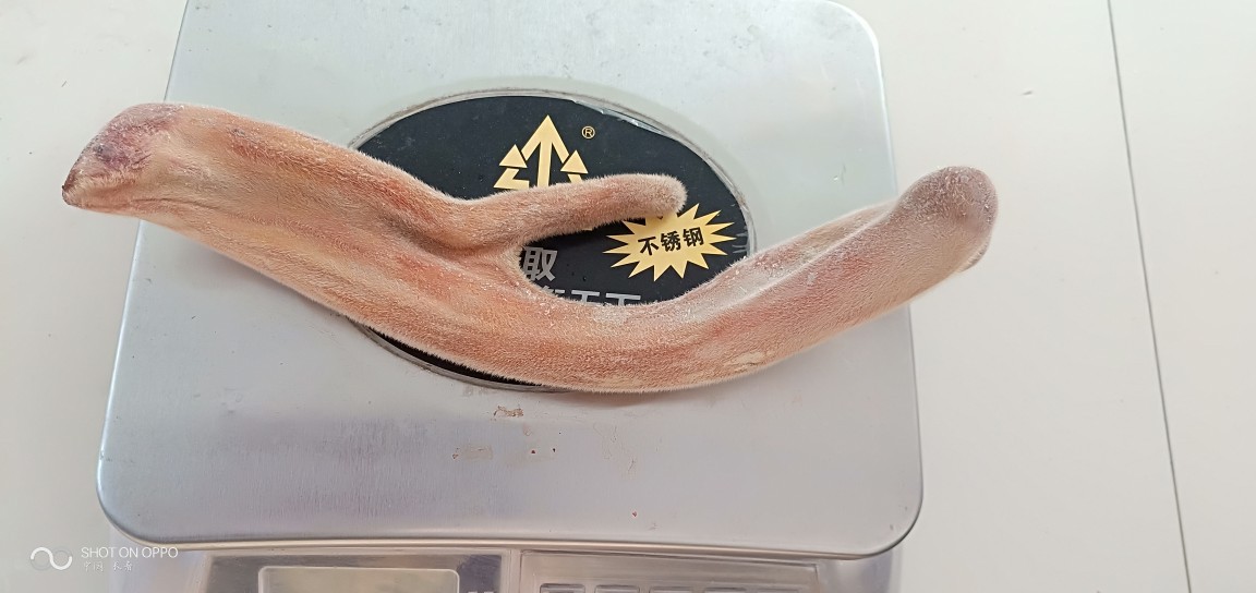 梅花鹿毛桃，三叉鹿茸。