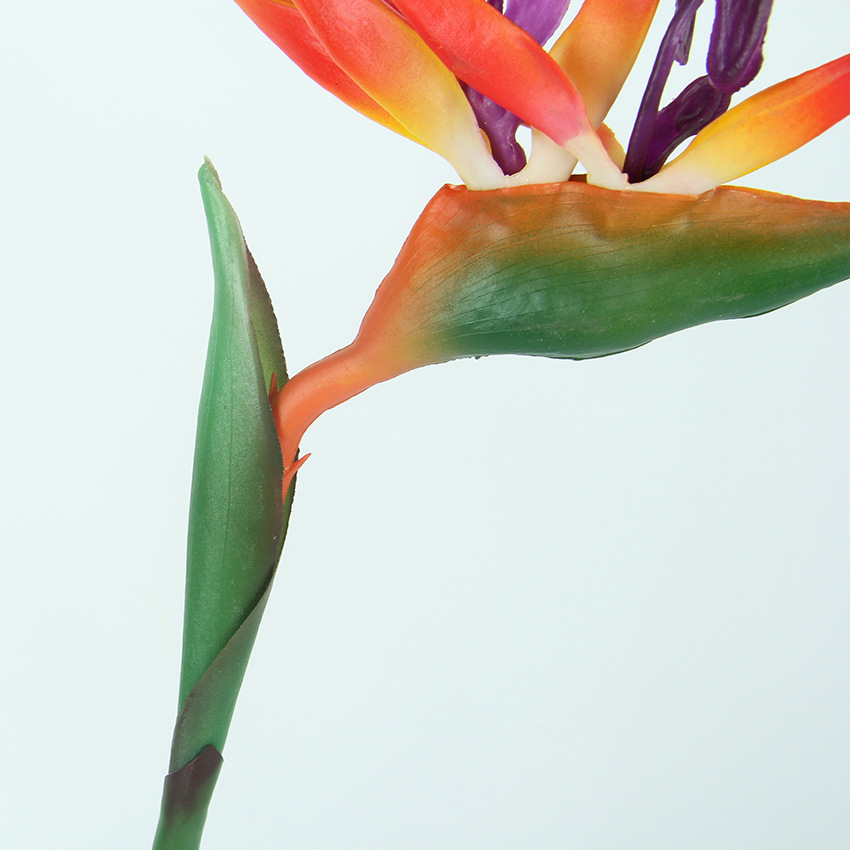 小天堂鸟 主图4.jpg