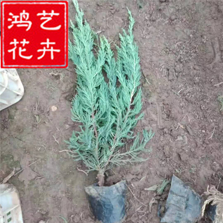 基地供应优质工程绿化树苗 龙柏树 龙柏大球 龙柏苗木 规格齐全