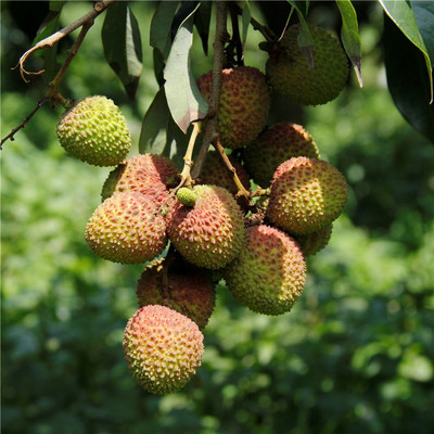 【海南妃子笑荔枝 5斤家庭裝】2019年預售 預計5月20日左右發貨