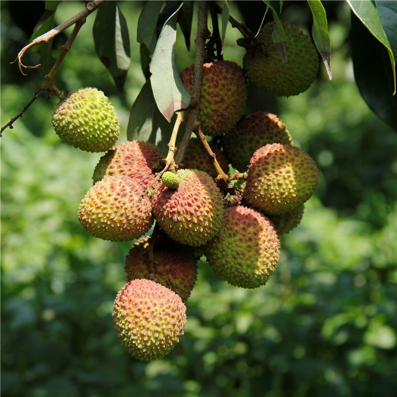 【海南妃子笑荔枝 5斤家庭裝】2019年預售 預計5月20日左右發貨