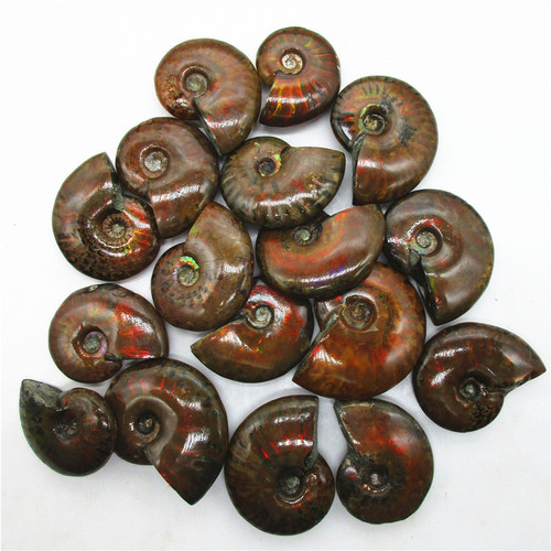 Natural colorful snail fossil ammonite conch paleontological fossil mineral specimen raw stone