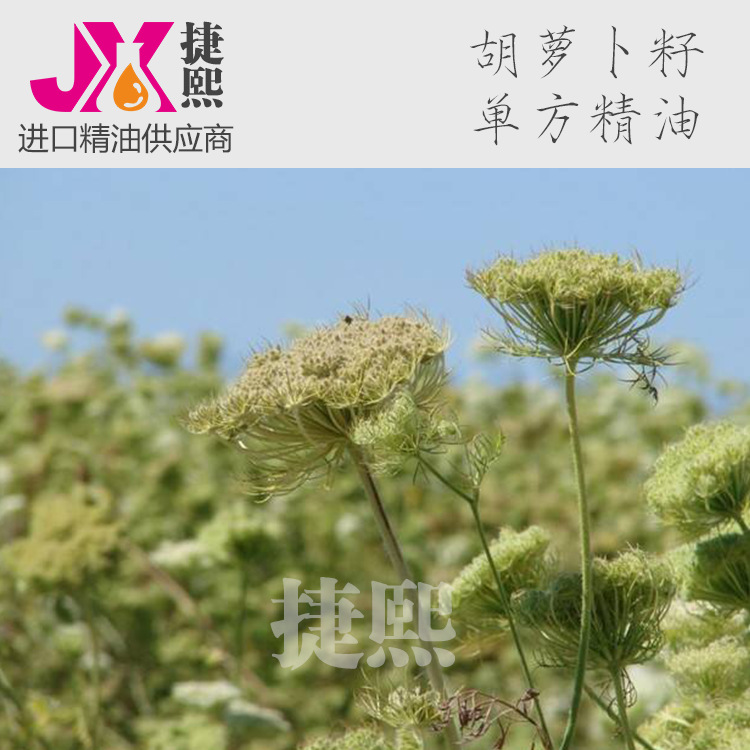 胡萝卜籽油纯精油Carrot Seed Oil 单方精油 香薰油 精油原料批发