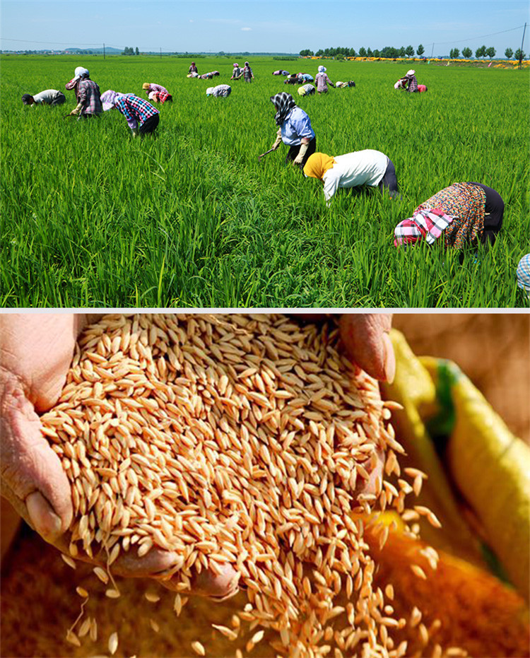 淳夫稻大米袋装2.5详情 (18).jpg